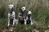 DALMATIEN 304